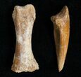 Raptor Claw and Toe Bone - Great Preservation #5172-3